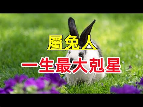 兔屬性|【兔五行】揭曉兔年的五行玄機：屬兔的五行屬啥？缺什麼一次搞。